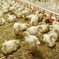 SureMountain-Agricultural-Insulation-Poultry-Farm